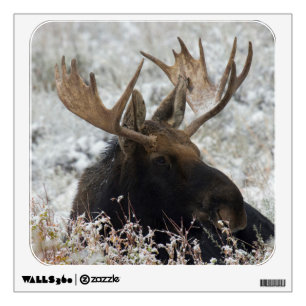 Shiras Bull Moose Wall Sticker