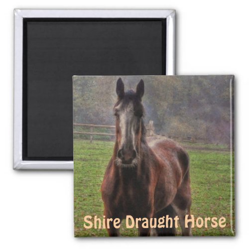 Shire Draft Horse Hampshire England Magnet