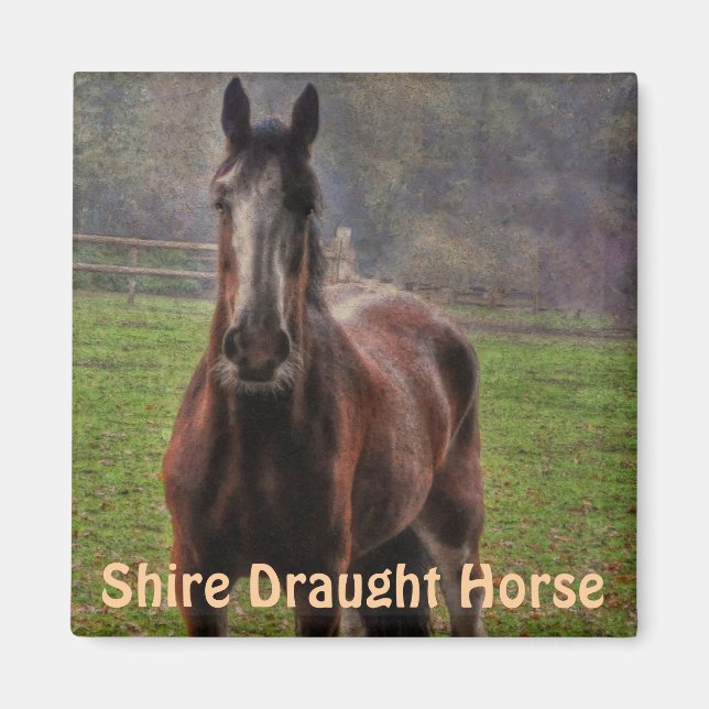 Shire Draft Horse, Hampshire, England Magnet (Front)
