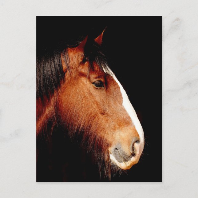 shire-horse postcard (Front)