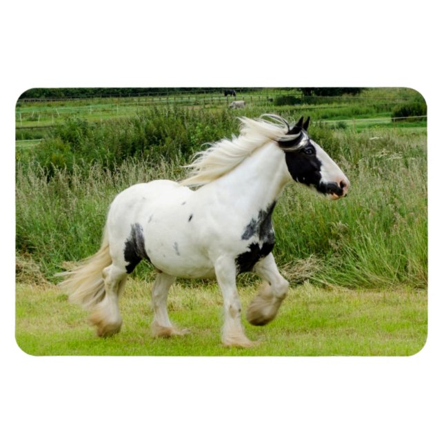 Shire paint horse Flexible Magnet (Horizontal)