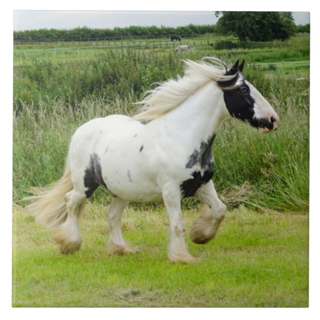 Shire paint horse running Tile (Front)