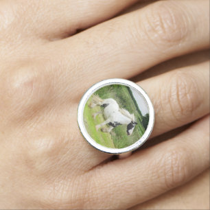 Shire paint horse trotting Ring