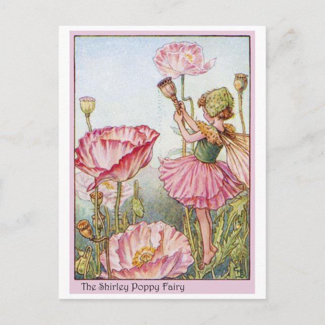 Shirley Poppy  Fairy Postcard (Front)