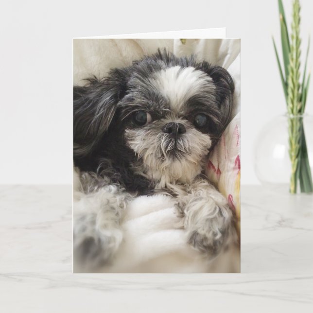 Shitzu Girl Greeting Card (Front)