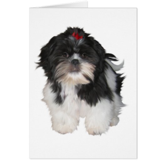 Shitzu Shih Tzu Puppy Dogs (Front)