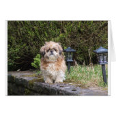 shitzui (Front Horizontal)