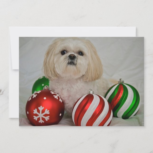 Shiz Tzu with christmas decoration Holiday Card (Front)