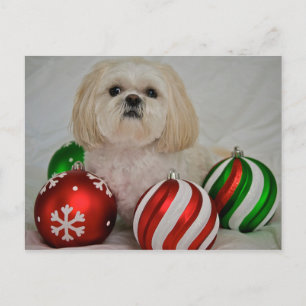 Shiz Tzu with christmas decoration Holiday Postcard