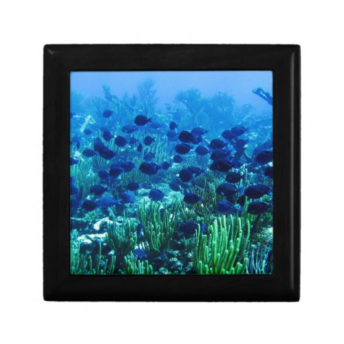 Shoal of Blue Discus Fish Jewelry Box