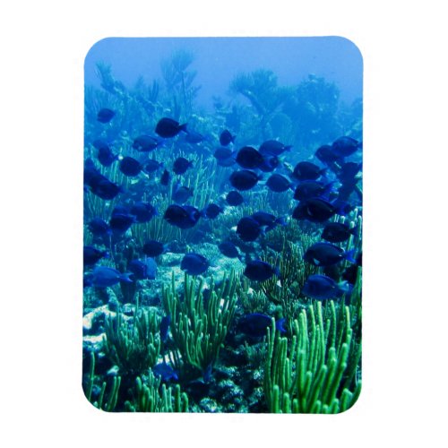 Shoal of Blue Discus Fish Magnet