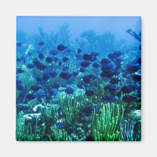 Shoal of Blue Discus Fish Magnet
