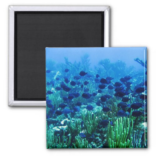 Shoal of Blue Discus Fish Magnet
