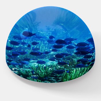 Shoal Of Blue Discus Fish Paperweight by beachcafe at Zazzle
