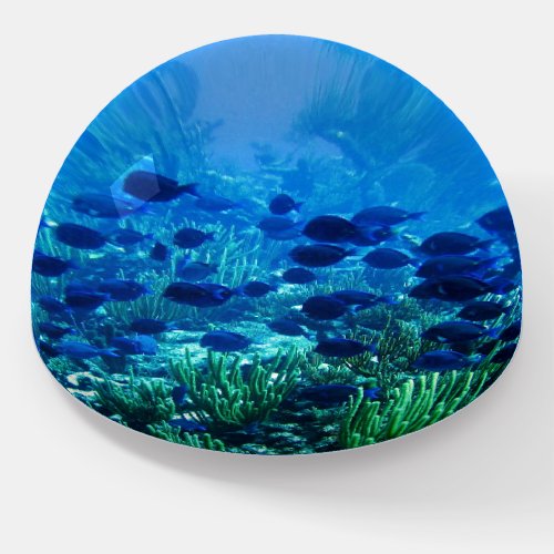 Shoal of Blue Discus Fish Paperweight