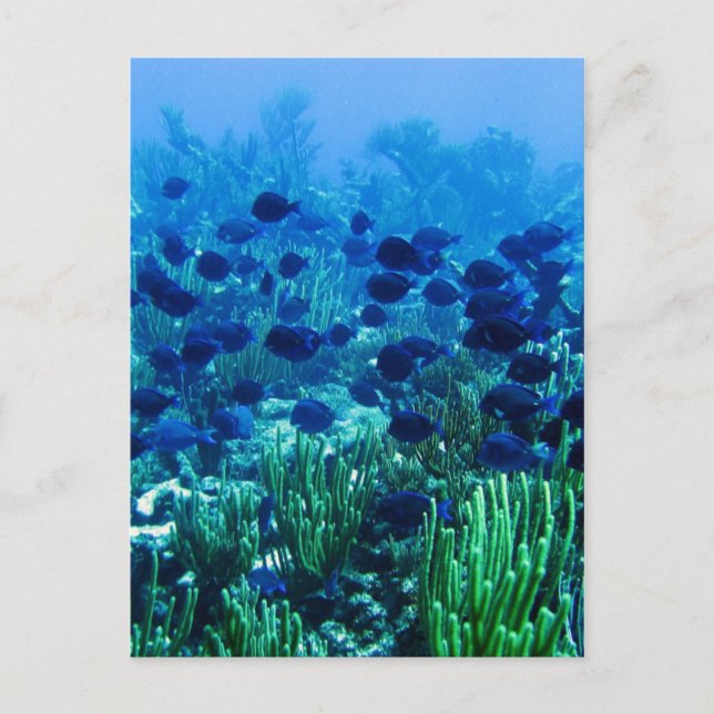 Shoal of Blue Discus Fish Postcard (Front)