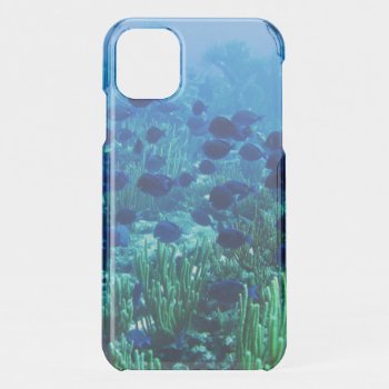 Shoal Of Blue Discus Fish Iphone 11 Case by beachcafe at Zazzle