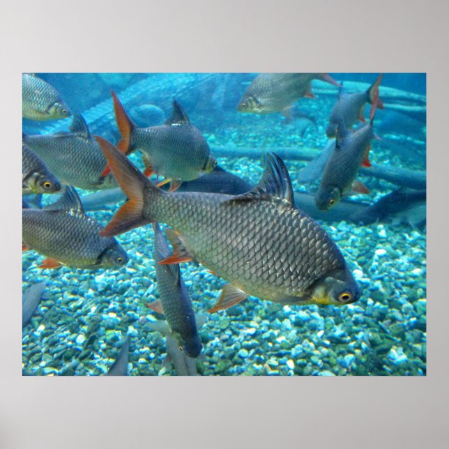 Shoal of fish animal poster (Front)
