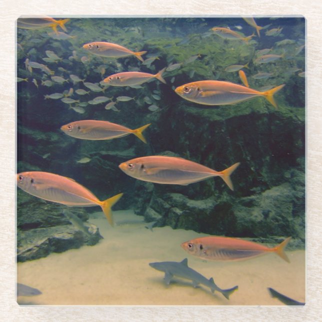 Shoal of Fish Glass Coaster (Front)