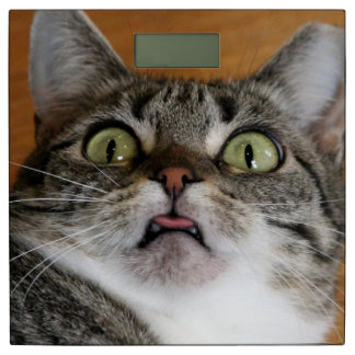 shocked_cat_face_weigh_in_bathroom_scale-r44e81226c4534fc29782aab34901c17c_jnjkn_324.jpg?rlvnet=1