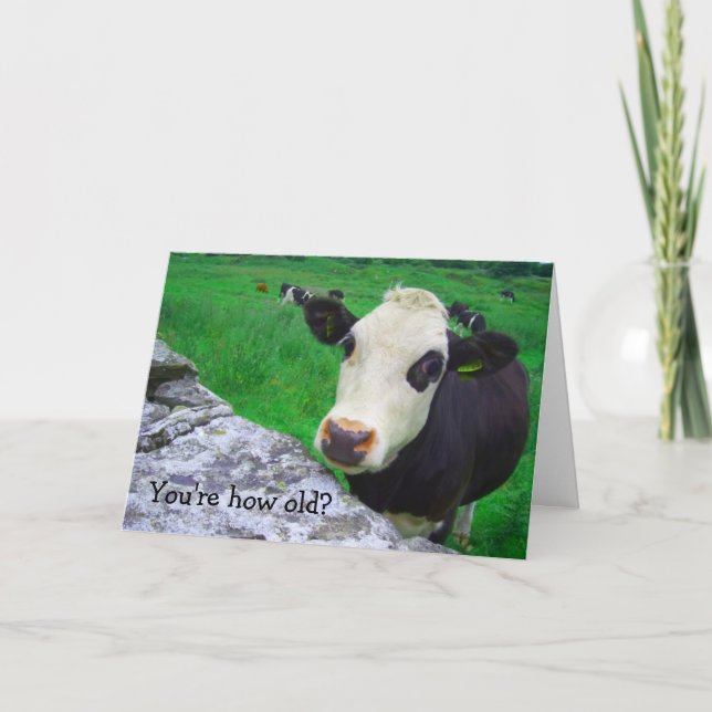 Shocked Cow Card (Front)