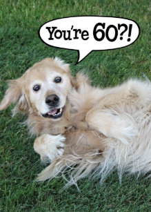 Funny Golden Retriever Birthday Gifts On Zazzle