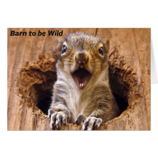 Shocked Squirrel Cards