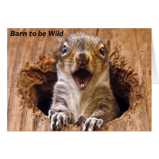 Shocked Squirrel Cards (Front Horizontal)
