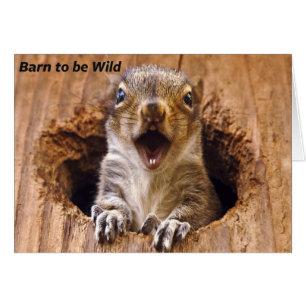 Shocked Squirrel Cards