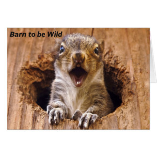 Shocked Squirrel Cards