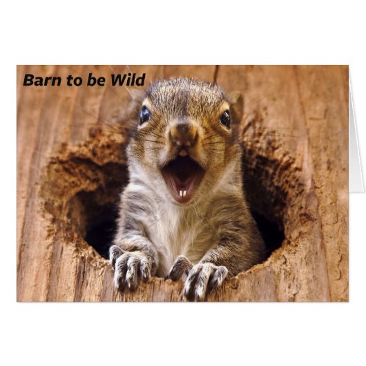 Shocked Squirrel Cards (Front Horizontal)