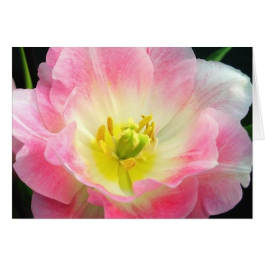 Shocking Pink Petals Card (Front Horizontal)