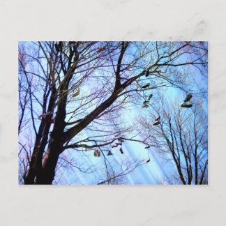 Shoe Tree Postcard