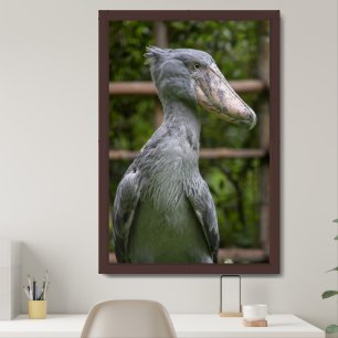 Shoebill (Balaeniceps rex) Framed Art