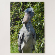Shoebill (Balaeniceps rex)