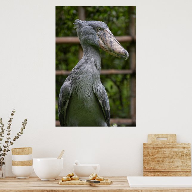 Shoebill (Balaeniceps rex) Poster (Kitchen)