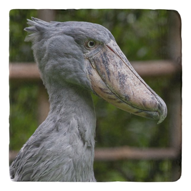 Shoebill (Balaeniceps rex) Trivet (Front)