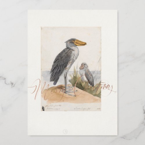 Shoebill Stork 1887 Print Zoologica Africa Foil Holiday Card