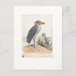 Shoebill Stork 1887 Print Zoologica Amsterdam Postcard