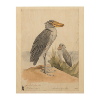 Shoebill Stork 1887 Print Zoological