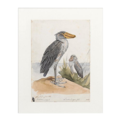 Shoebill Stork 1887 Print Zoological Acrylic Print
