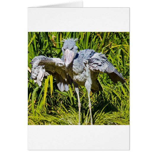 Shoebill Stork Cards (Front)