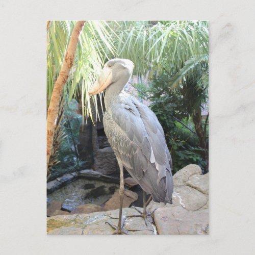 Shoebill Stork Postcard