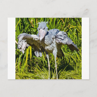 Shoebill Stork Postcard