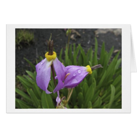 Shooting Star Flowers Cards (Front Horizontal)