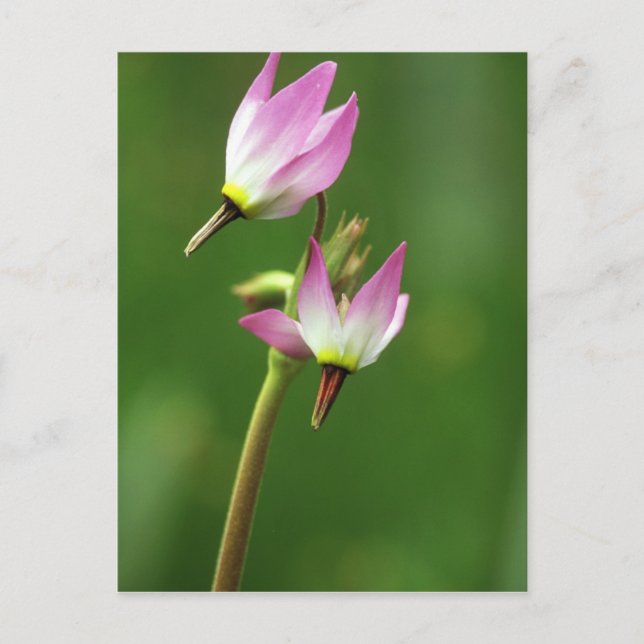 Shooting star wildflower, California, USA Postcard (Front)