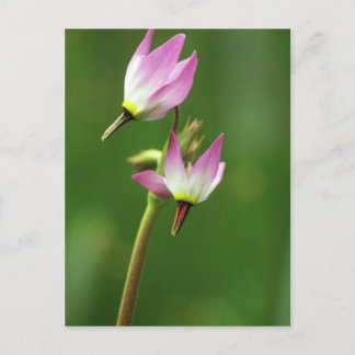 Shooting star wildflower, California, USA Postcard