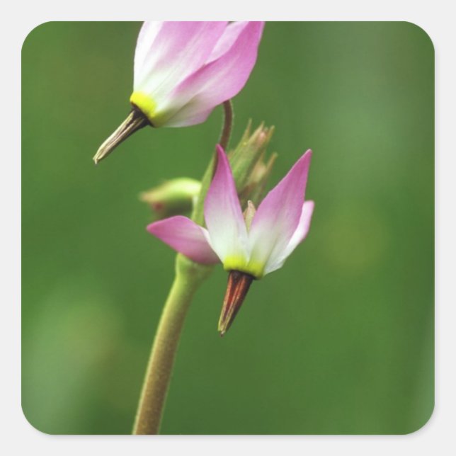 Shooting star wildflower, California, USA Square Sticker (Front)