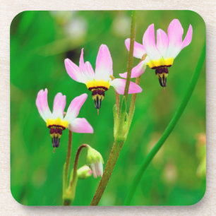 Shooting Star Wildflowers in Mission Trails Park Beverage Coaster