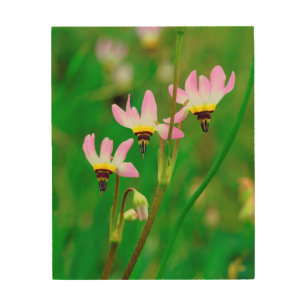 Shooting Star Wildflowers in Mission Trails Park Wood Wall Decor